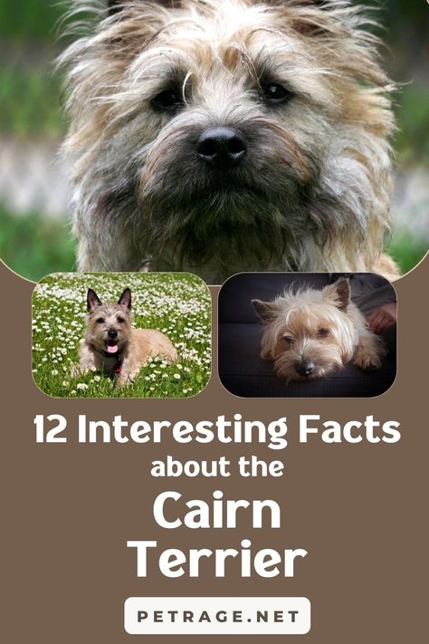 Is the Cairn terrier the right dog breed for you? Check out these 12 interesting facts about the feisty little Cairn terrier! Terrier Dogs Breeds, Carin Terrier Tattoo, Small Terrier Breeds, Cairn Terrier Drawing, Cairn Terriers, Cairn Terrier Puppies, Cairn Terrier Mix, Terrier Mix Dogs, Terrier Breeds