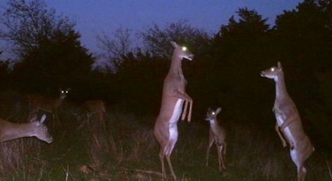 At Night, Deer