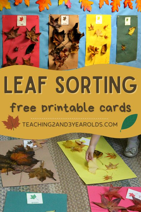 This preschool leaf sorting activity is a great way to add fall science to your day. Try it after a nature walk! Includes free printable cards. Fall Preschool Ideas, Preschool Leaves Activities, Leaf Lesson Plans, November Preschool, Pre K Classroom, Math Preschool, Daycare Curriculum, Counting Activities Preschool, Fall Science