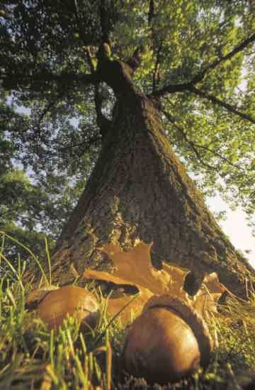 The Importance Of The Oak ~ There are approximately 600 species of oaks & 90 live in North America. During its life span, a single tree will drop up to 3 million acorns and serve as a lifeline for countless creatures. Oaks are top life-support trees in 84% of the counties in North America. #quercus Insulated Cat House, Companion Planting Guide, Acorn And Oak, Mighty Oaks, Mother Earth News, Living Off The Land, Native Garden, Tree Hugger, Apple Tree