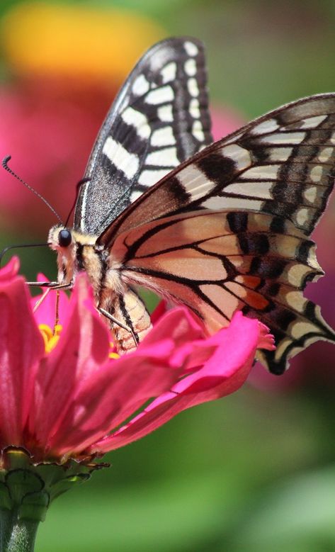 Butterflies Close Up, Butterfly Zoomed In, Butterfly Close Up Photography, Butterfly Close Up, Butterfly Up Close, Insect Anatomy, Caterpillar Art, Art Butterflies, Butterfly Photography