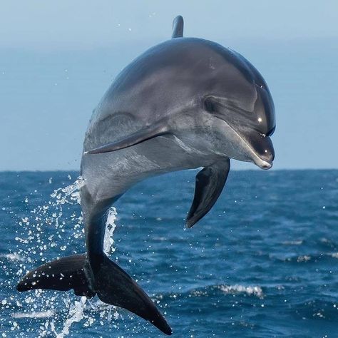 Common Bottlenose Dolphin, Dolphin Photos, Rabbit Colors, Sea Mammal, Bottlenose Dolphin, Beautiful Sea Creatures, Underwater Creatures, Marine Mammals, Ocean Creatures