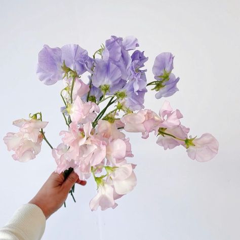 Lily Roden Floral Studio on Instagram: “Sweet peas... it’s all fun and games until they start taking over your bank account. Send help 🙆🏻‍♀️” Sweet Pea Wedding Flowers, Purple Sweet Pea, Aesthetic Flower Bouquet, Wedding Flower Types, Flower Types, Artsy Photos, Send Help, Aesthetic Flower, Flowers Purple