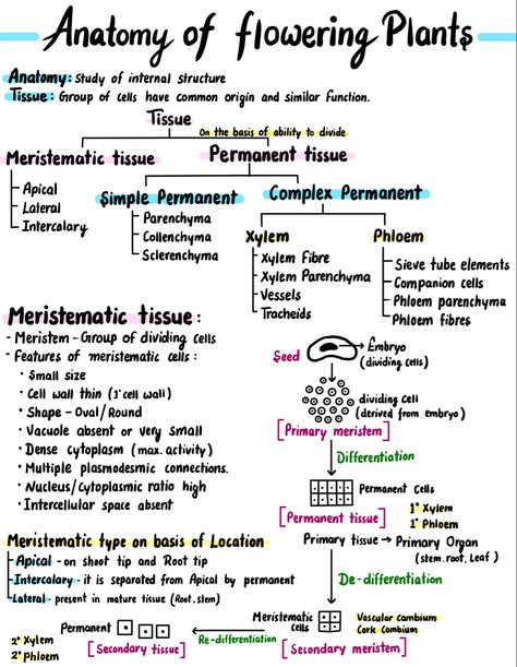 Biology notes Plant Anatomy Notes, Neet Biology Notes, Anatomy Of Flowering Plants Notes, Neet Exam Notes Biology, Biology Notes Aesthetic, Anatomy Of Plants, Anatomy Of Flowering Plants, Class 11 Biology Notes, Neet Notes