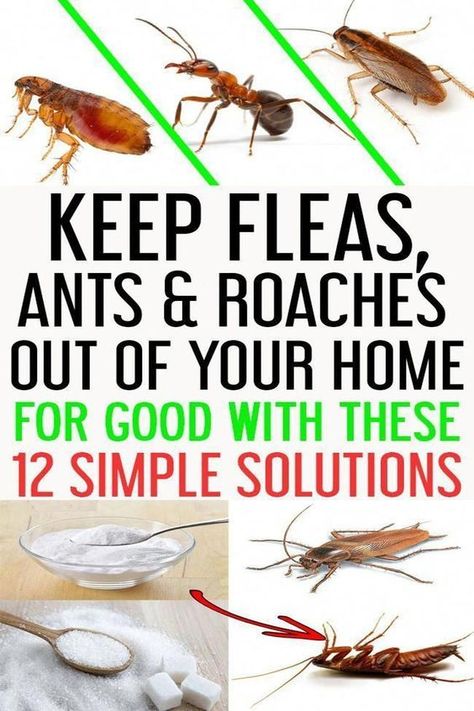 Learn the best home remedies to get rid of roaches fast with essential oils and vinegar in your apartment or in the house. Discover 11 DIY home remedies for killing roaches and insects naturally with borax. #killroaches #diy #roachtraps #cockroach Home Remedies For Roaches, Apartment Pets, Cockroach Repellent, Home Remedies For Fleas, Kill Roaches, Bug Spray Recipe, Flea Remedies, Rid Of Ants, Get Rid Of Ants