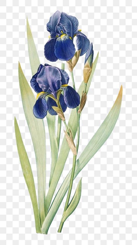 Iris Flowers Illustration, Blue Flower Png, Blue Iris Flowers, Blue Iris, Flowers Tattoo, Iris Flower, Flower Vintage, Haifa, Iris Flowers