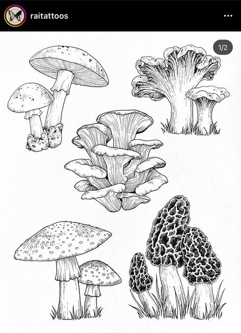 Mushroom Flash, Fungi Art, Mushroom Tattoos, Mushroom Drawing, Mushroom Art, Flash Art, Botanical Drawings, Cute Tattoos, Botanical Art