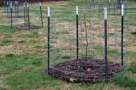 Deer Protection Garden, Protect Apple Trees From Deer, Deer Protection For Trees, Protect Trees From Deer, Protect Fruit Trees From Deer, Keep Deer Out Of Garden Vegetables, Keep Deer Out Of Garden, Animal Proof Garden, Fruit Tree Protection From Deer