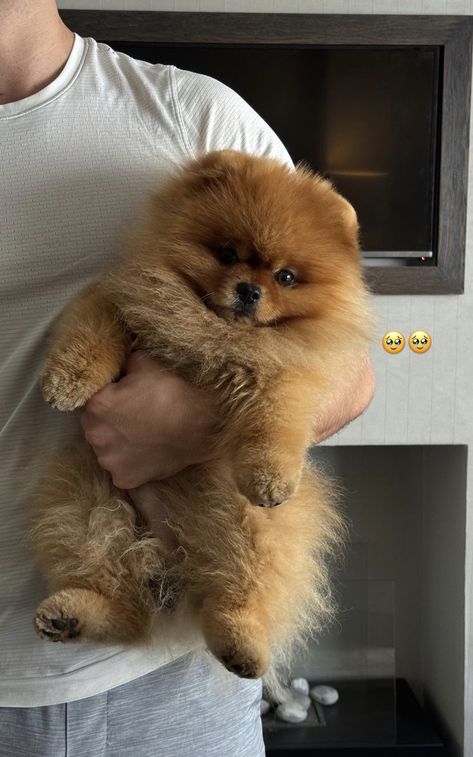 Mini Pomeranian Puppies, Brown Pomeranian, Puppy Teacup, Baby Pomeranian, Pomeranian Puppy Teacup, Cute Fluffy Dogs, Teacup Pomeranian, Super Cute Puppies, Cute Animals Puppies