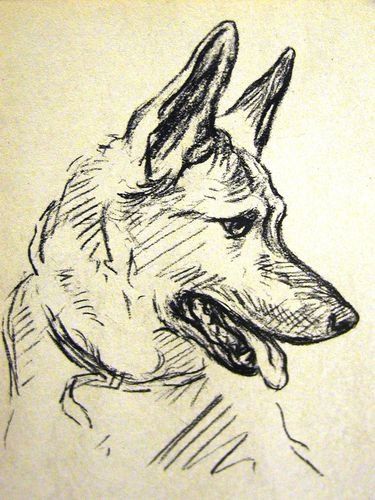 mae Vintage Dog Art, German Shepherd Art, Animal Drawings Sketches, Dog Art Print, Dog Sketch, White Drawing, Dog Print Art, Arte Sketchbook, Animal Sketches