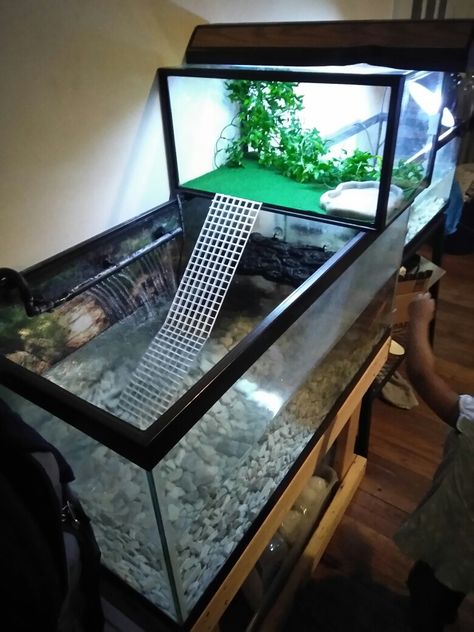 Turtle tanks Mud Turtle Tank Setup, 55 Gallon Turtle Tank Ideas, Aesthetic Turtle Tank, Turtle Tanks Ideas, Painted Turtle Tank Ideas, Aquatic Turtle Habitat Ideas Indoor, Diy Basking Area Turtle Tanks, Painted Turtle Habitat, Turtle Homes Ideas