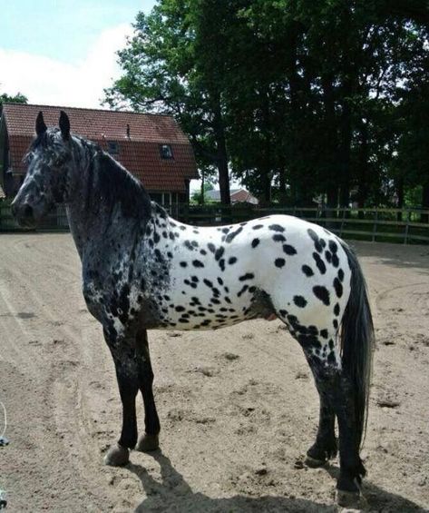 Appaloosa Horses Black, Black Appaloosa Horses, Appolusa Horse, Appaloosa Horses For Sale, Black Appaloosa, Horses Appaloosa, Horse Appaloosa, Horse Coat Colors, Horse Riding Quotes