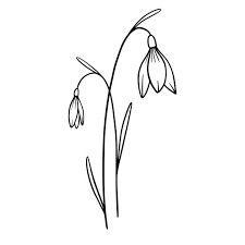 Snowdrop Drawing, Snow Drop Flower Tattoo, Snowdrop Flower Tattoo, Snow Drops Flowers, Flower Tattoo Stencils, Snowdrop Flower, Snow Drop, Snow Drops, Line Art Tattoos