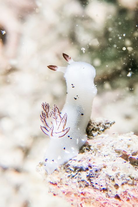 Sea Rabbit, Sea Bunnies, Cool Sea Creatures, Marine Poster, Sea Bunny, Aquarium Pictures, Sea Things, Bunny Stuff, Sea Slugs