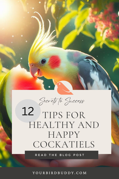 Making sure your cockatiel thrives needs a setting that fits their lively spirit. Cockatiel care is unique, just like their feather patterns. It requires a balance of the right home, food, and love. Be sure to read more by clicking the link! Cockatiel Care Tips, Cockatiel Aesthetic, May Month Quotes, Cockatiel Care, Cockatiel Bird, Pet Tips, Arctic Ocean, Healthy And Happy, Feather Pattern