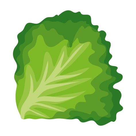 Lettuce Illustration, Night Sky Moon, Leaf Vector, Green Lettuce, Leaf Illustration, Lettuce Leaves, Paper Drawing, Cartoon Images, Leaf Art