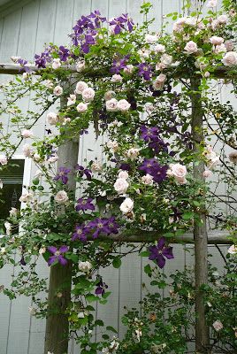 fantastic pairing of Jackmanii clematis and the pale pink New Dawn rose Jackmanii Clematis, Spiritual Garden, Flowers Growing, Garden Vines, Cottage Garden Design, Have Inspiration, Climbing Vines, Climbing Roses, Gorgeous Gardens