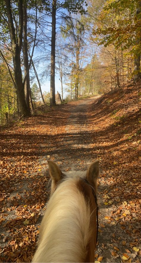 Fall Horse Riding, Autumn Horse, Horse Riding Aesthetic, Trail Ride, Horse Mane, Equestrian Aesthetic, Horse Aesthetic, Equestrian Life, Trail Riding