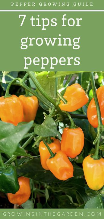 Spices Garden, Growing Green Peppers, Peppers Growing, Pepper Growing, Growing Hot Pepper, Grow Peppers, Bell Pepper Plant, Vege Garden, Growing Peppers