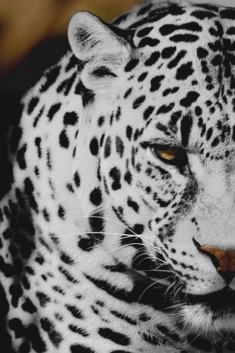 Snow leopard black and white animals eyes outdoors nature cats wild Snow Leopard, Leopards, Nosara, Wild Life, Tiger Photography, Majestic Animals, Animal Planet, Pretty Cats, Exotic Pets