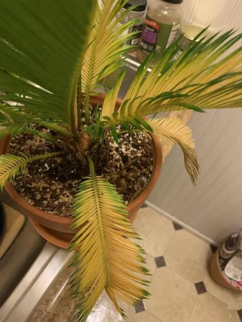 Sago Palm Care, Indoor Palm Plants, Palm Tree Care, Potted Palm Trees, Sago Palm Tree, Plants With Flowers, Plant Leaves Turning Yellow, Potted Palms, Indoor Palms