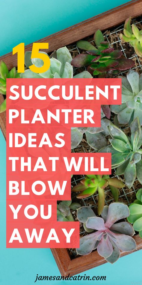 Plants For Clean Air, Types Of Indoor Plants, Succulent Planter Ideas, Cool Succulents, Indoor Succulent Planter, Succulent Garden Landscape, Succulent Diy, Vertical Succulent Gardens, Indoor Plant Ideas