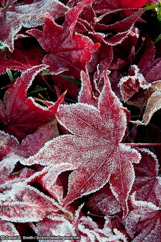 Autumn Love, Red Leaves, Airbrush Art, Winter Beauty, Autumn Beauty, Winter Wonder, Jolie Photo, Jack Frost, Favorite Season