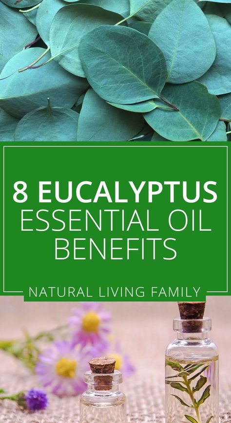 Eucalyptus Benefits, Eucalyptus Essential Oil Uses, Benefits Of Eucalyptus, Relieve Itchy Skin, Grain Alcohol, Pulmonary Disease, Essential Oil Benefits, Eucalyptus Oil, Eucalyptus Essential Oil