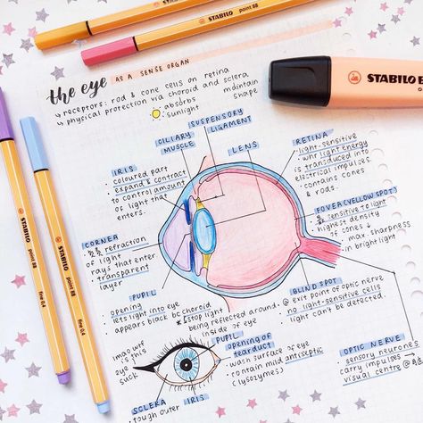 Eye study notes // follow us @motivation2study for daily inspiration Eye Anatomy Notes, Eye Diagram, Anatomy Notes, Optometry School, Ideas Notes, Study Medicine, Eye Study, Eye Anatomy, Medicine Notes