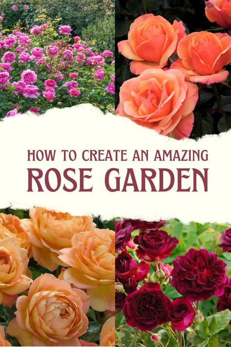 Build the perfect rose garden by adding amazing companion plants to the front, middle, and back of your garden! #roses #rose #rosegarden #planting Standard Rose Garden Ideas, Florida Rose Garden, Herb And Rose Garden, Mixed Rose Garden, Creating A Rose Garden, Roses Front Of House, Modern Rose Garden, Rose Garden Ideas Front Yards, Front Yard Roses Landscaping Ideas