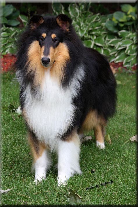 Highcroft Collies, Collies, Hamel, MN Rough Collie, Shetland Sheepdog, Velcí Psi, Collie Breeds, Shetland Sheepdog Puppies, Sheltie Dogs, Shetland Sheep, Collie Puppies, Herding Dogs