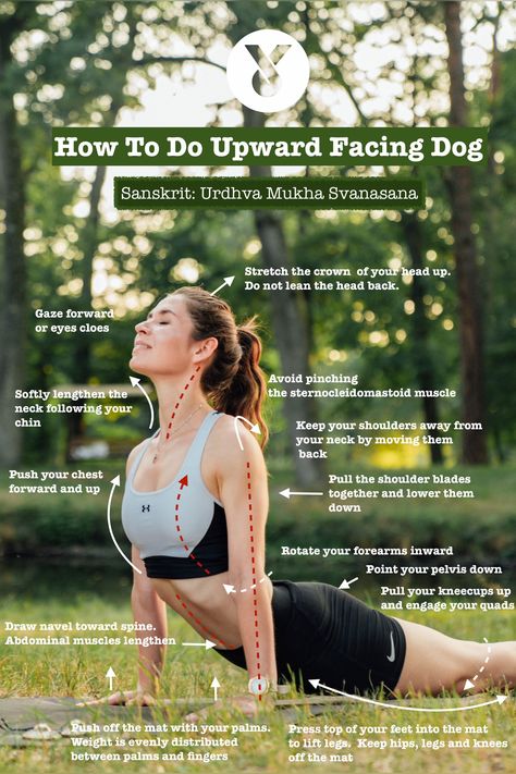 Upward Facing Dog Pose Yoga Poses Drawing, Yoga Cues, Animal Yoga Poses, Yoga Alignment, Upward Facing Dog Pose, Yoga Posses, Sternocleidomastoid Muscle, Photo Yoga, Yoga Poses For 2