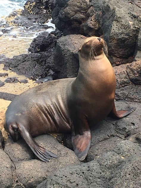 Sea lion chilling on a rock in the Galapagos Sea Lion Aesthetic, Galapagos Sea Lion, Fantasy Aesthetics, Sea Lion, Cutest Thing Ever, Sausages, A Rock, Marine Life, Summer 2024