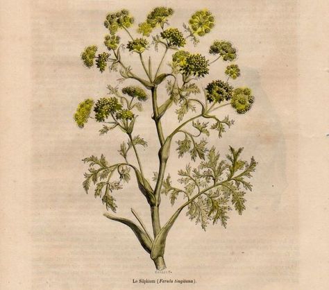 New work research: Silphium, an extinct medicinal plant native to the Mediterranean region. Yellow Plants, Herbal Plants, Architecture Concept Diagram, Concept Diagram, Extinct Animals, Heart Symbol, Plant Drawing, Medicinal Plants, Concept Architecture