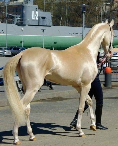 Akhal-teke, Ahal Teke, Akhal Teke Horses, Rare Horses, Golden Horse, Akhal Teke, Most Beautiful Horses, Pretty Horses, Horse Pictures