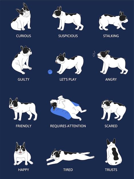 Free vector dogs emotions body language ... | Free Vector #Freepik #freevector #dog-elements #dog #object #activity Dog Emotions, Puppy Painting, Dog Animation, Dog Language, About Dogs, Dog Teeth, The Dogs, Cartoon Dog, Video New