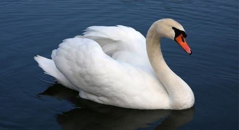 15 Fun Swan Facts | The Fact Site Birds Wallpaper Hd, Swan Wallpaper, Baby Swan, Trumpeter Swan, Bird Control, Mute Swan, Beautiful Swan, National Animal, Swan Song