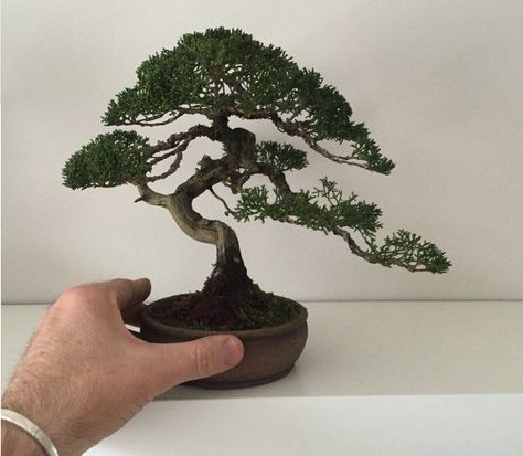 Bonsai Size Classification Chart and Guide - Bonsai Sanctum Japanese Florals, Bonsai For Beginners, Bonsai Drawing, Bonsai Indoor, Bonsai Tree Tattoos, Buy Bonsai Tree, Bonsai Mame, Bonsai Trees For Sale, Japanese Bonsai Tree