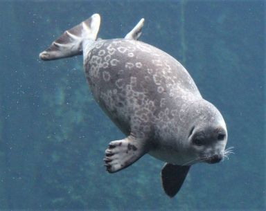 Alaska Sealife Center Ringed Seal, Funny Seals, Cute Seals, Baby Seal, Marine Mammals, Silly Animals, Sea Lion, Sealife, Animals Images