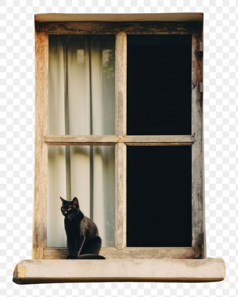 Window Sill Aesthetic, Blur Png, Cat On Window, Cat Window, Drawing Inspo, Cat Sitting, Window Sill, Art Book, Free Image