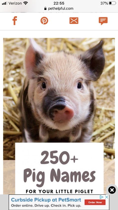 Mini Potbelly Pigs, Pig Names, Pet Pig Care, Kune Kune Pigs, Cute Animal Names, Pig Showing, Raising Pigs, Pet Pig