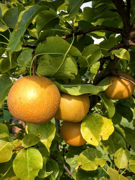 https://flic.kr/p/2hk5dNY | Homegrown Asian Pears Korean Pear, Pear Varieties, Asian Pears, Asian Pear, Garden Organization, Pear Trees, Beautiful Fruits, Pear Tree, Apple Pear