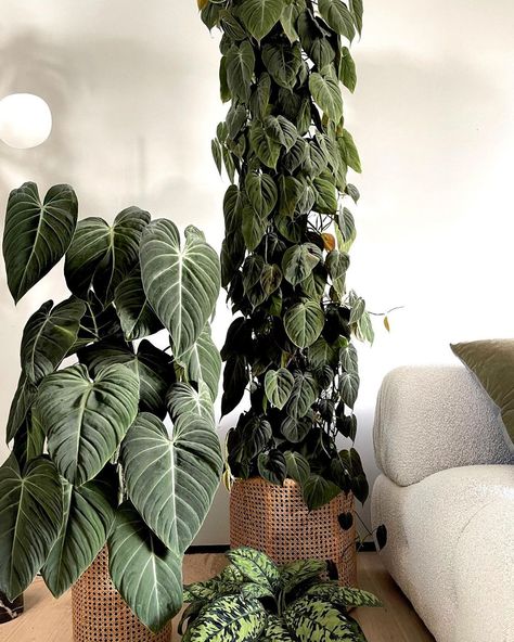 Philodendron hederaceum or Micans is one of the first velvet leaved Philodendrons I grew. This 2 meter high totem started a few years ago… | Instagram Philodendron Hederaceum, Cool Room Designs, Coffee Latte Art, Apartment Garden, House Plants Indoor, Pretty Plants, Exotic Plants, Plant Life, Plant Lover