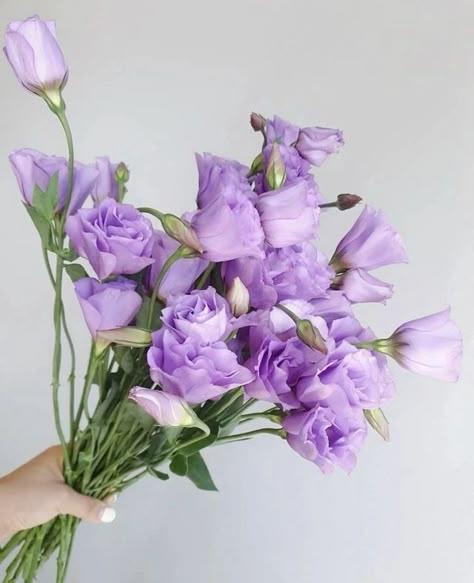 Lisianthus Bouquet, Lisianthus Flowers, Plants Are Friends, Artsy Photos, Purple Tulips, Bouquet Arrangements, Lavender Roses, Tulips Flowers, Cut Flowers