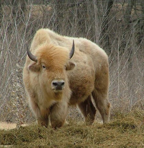 Ice Wolf, White Bison, Buffalo Logo, Buffalo Animal, Albino Animals, Mule Deer, Rare Animals, Manx, Majestic Animals