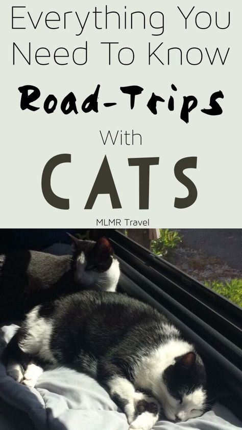 Traveling with Cats in a Car Long Distance - Traveling cats | MLMR Travel Traveling With Cats, Cats Stuff, Cat Apparel, Adventure Cat, Cat Hacks, Cat Care Tips, Kitten Care, Stuffed Animal Cat, Cat Travel