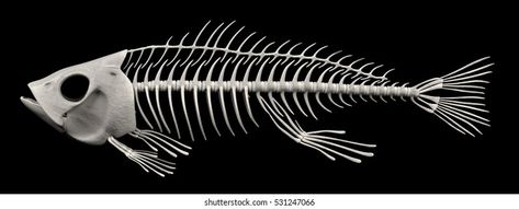 Fish Anatomy, Anatomy Tattoo, Fish Skeleton, Skeleton Drawings, Skeleton Illustration, Animal Skeletons, Plaster Sculpture, Fishing Pictures, Pet Tiger