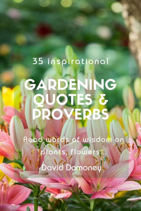 You searched for quotes - David Domoney Gardening Quotes Inspirational, Famous Proverbs, Garden Quotes Signs, Flapper Halloween, Gardening Quotes, Tattoo Plant, Prayer Garden, Plants Quotes, Famous Gardens