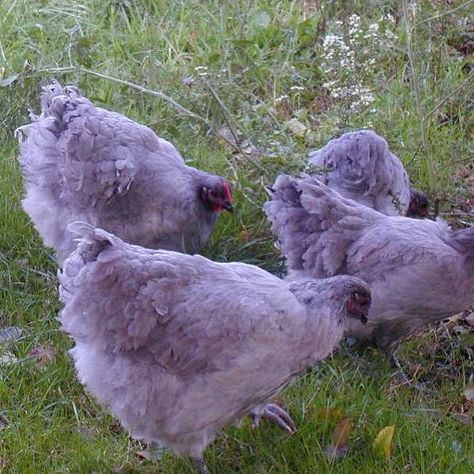 In this article we will discuss all you need to know about Lavender Orpingtons, their disposition, egg laying capabilites, broodiness and crucially... Lavender Images, Lavender Orpington, See Animals, Fancy Chickens, Beautiful Chickens, Crazy Chicken Lady, Keeping Chickens, Chickens And Roosters, End Time