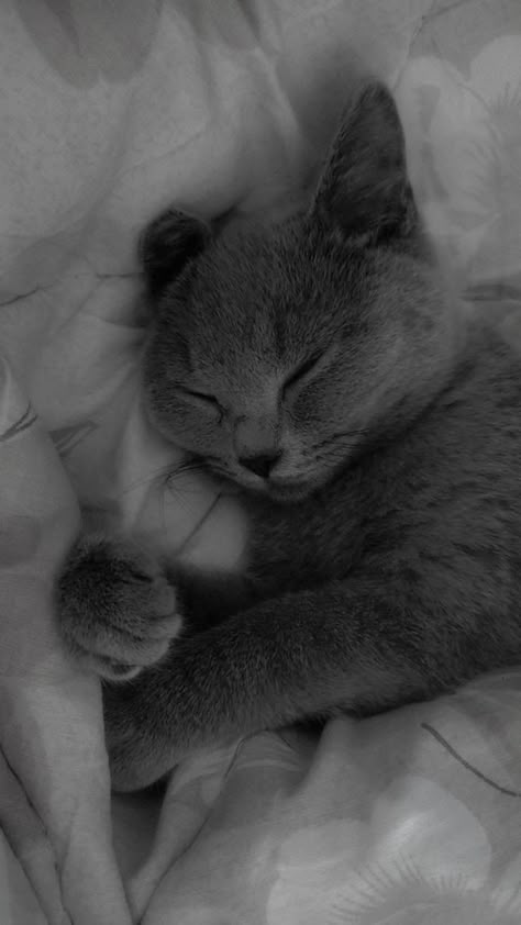 Background Gray Aesthetic, Cat Grey Aesthetic, Grey Wallpaper Iphone Aesthetic, Gray Cat Wallpaper, Aesthetic Wallpaper Gray, Gray Cat Aesthetic, Grey Eyes Aesthetic, Gray Wallpaper Aesthetic, Grey Cat Aesthetic